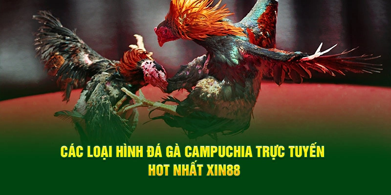 Các loại hình đá gà Campuchia trực tuyến hot nhất XIN88