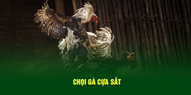 Chọi Gà Cựa Sắt - Giải Đấu Đem Về Tính Sát Thương Cao