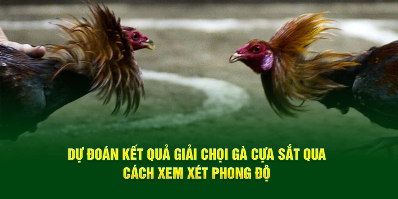 Dự đoán kết quả giải chọi gà cựa sắt qua cách xem xét phong độ 