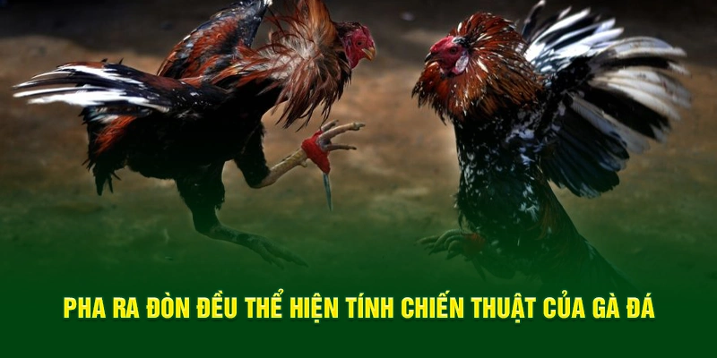 Pha ra đòn đều thể hiện tính chiến thuật của gà đá 