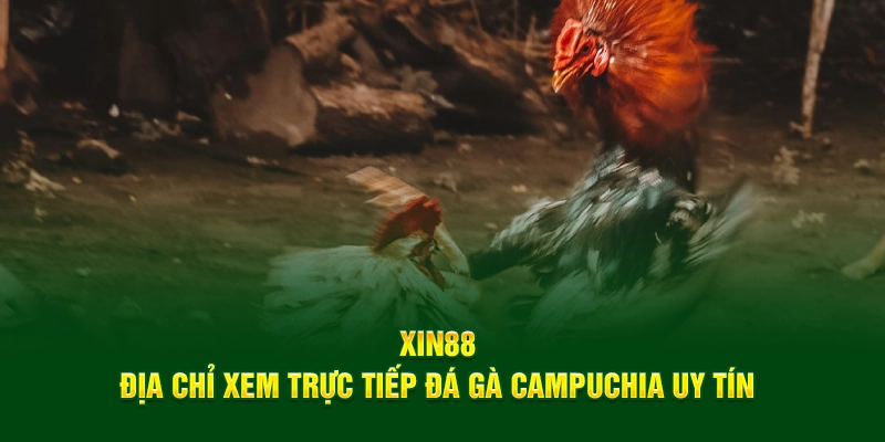 XIN88 - Địa Chỉ Xem Trực Tiếp Đá Gà Campuchia Uy Tín